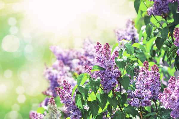 lilacs header